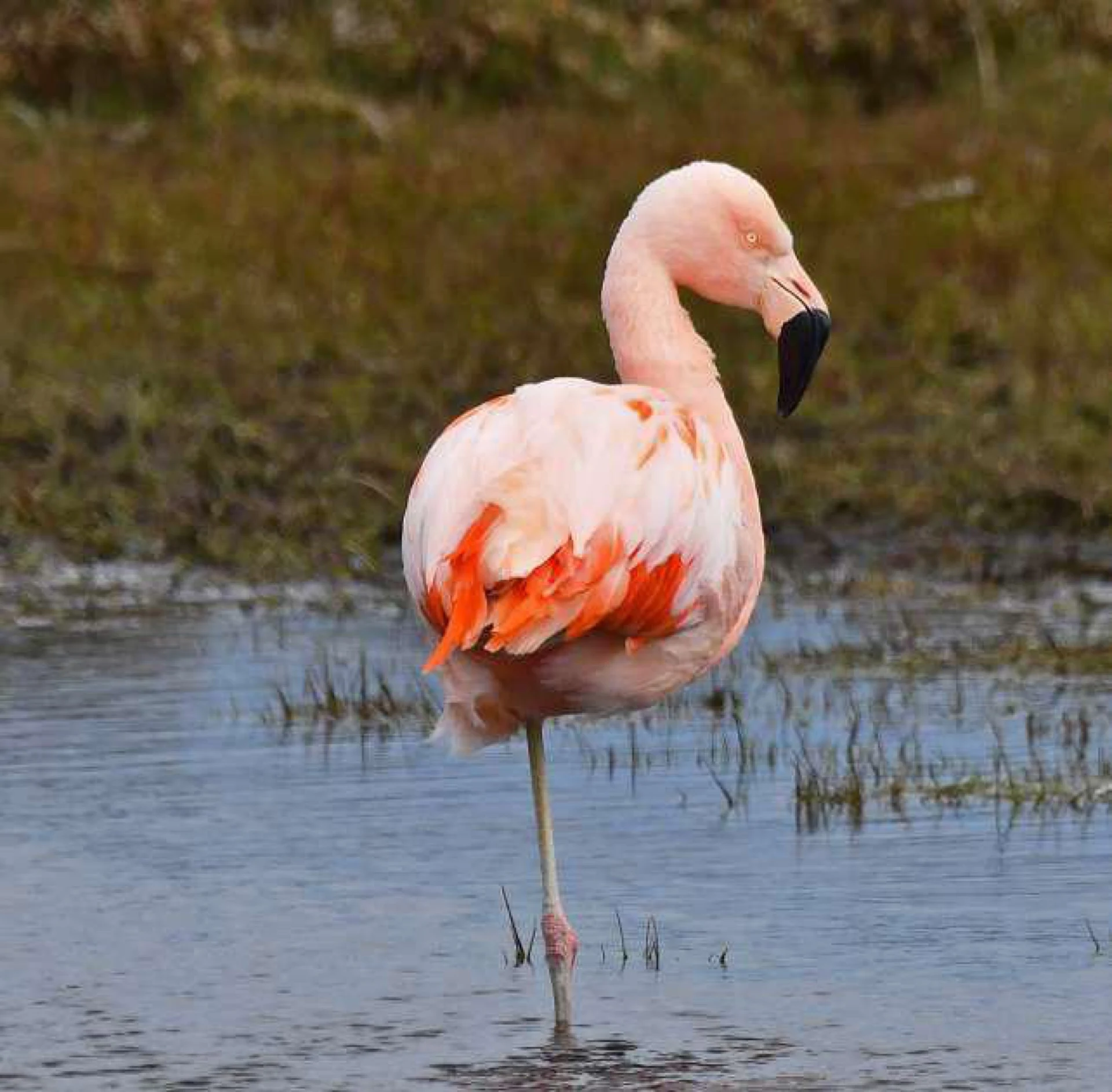 Flamencos Chilenos