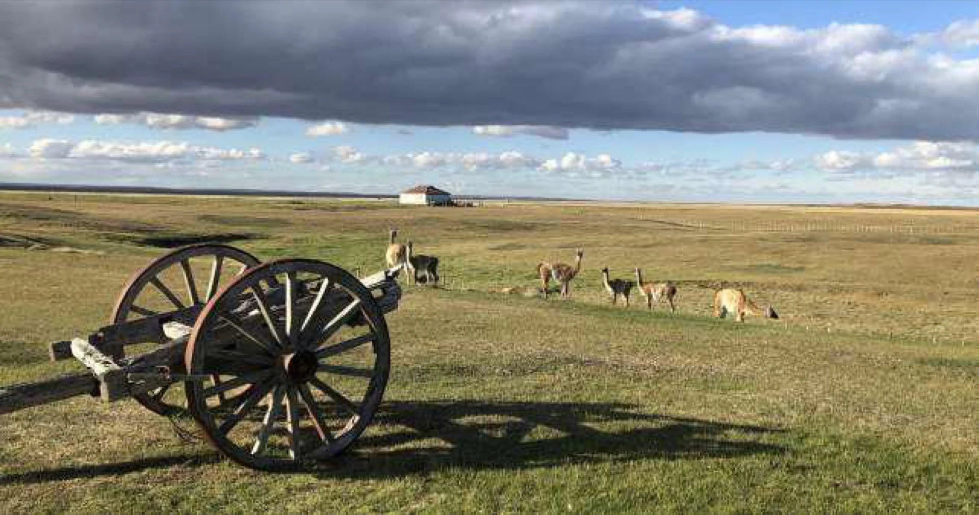 Guanacos en la Estepa
